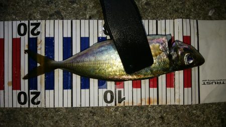 ボトム付近のアジング